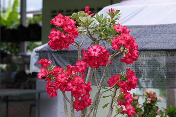 Adenium Red Udomthap is popularly grown in Thailand.