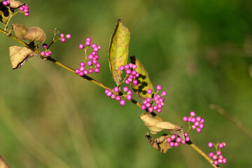 秋の庭の片隅で紫色の実を付けたコムラサキ