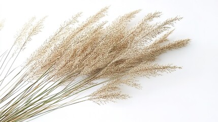 Fresh green grass on a white background, symbolizing nature, simplicity, and the essence of outdoor environments in a clean and minimalistic design.