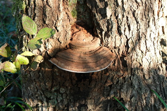 さるのこしかけ」の写真素材 | 38,610件の無料イラスト画像 | Adobe Stock