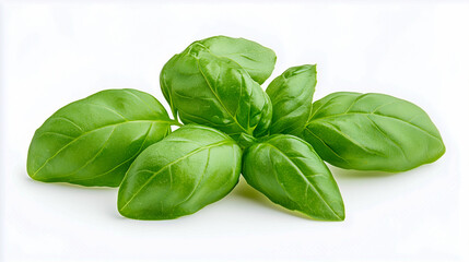 Obraz premium Basil Leaves Isolated on White Background
