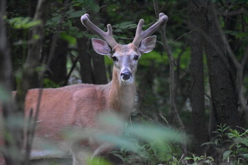 Buck in woods