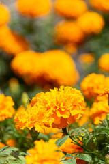 Vibrant Marigold Flowers for Day of the Dead Celebration in Mexico