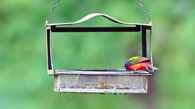 Beautiful painted bunting bird feeding in a golden hanging bird feeder.