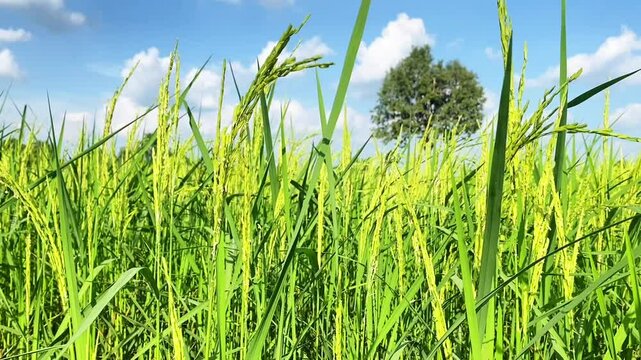 Jasmine rice, Sukruangthong, quality rice of Asia