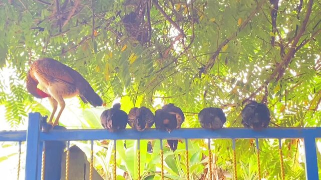 Asian broiler chicken breeds Making Livestock for Food