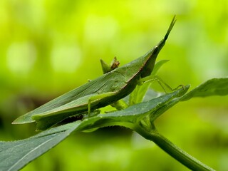 green grasshopper or Acrida cinerea perched on a leaf