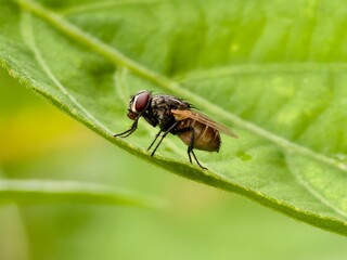 house fly on green leaf