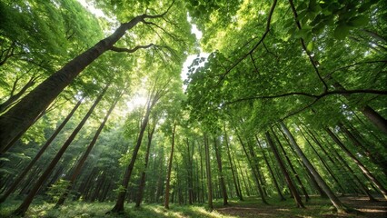 A dense forest canopy with sunlight filtering through the leaves, nature, forest, dense foliage