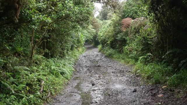 Caminando por un sendero fangoso bajo la lluvia en un bosque tropical h&uacute;medo de Costa Rica, rodeado de vegetaci&oacute;n frondosa y helechos.