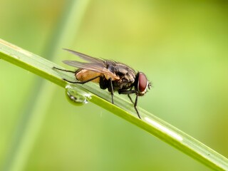 house fly on green leaf with blur background