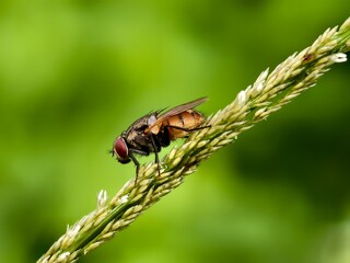 house fly on plant stem with blur background
