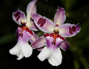 Lovely Pink and White Orchid Hybrid Aliceara Peggy Ruth Carpenter in Bloom.
