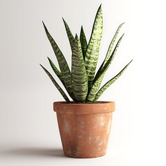 A striking snake plant in a rustic terracotta pot, showcasing its tall, slender, green leaves with unique stripe patterns.