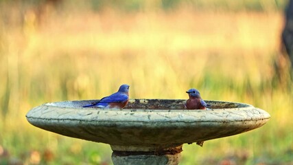 Two Eastern Bluebirds bathing in a large concrete birdbath when a bright red Northern Cardinal comes to join the fun.