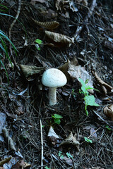 斜面に生える白いキノコ