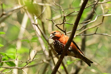 樹上で松ぼっくりを押えるイスカ