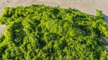 A pile of intertwined bright green algae thrown out of the ocean. Foam of waves on the sand. Close-up. Mauritius