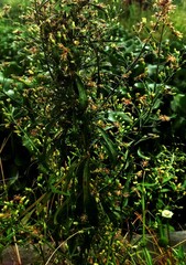 Background of leaves and flowers