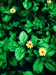 Background of leaves and flowers