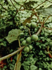 Background of leaves and flowers