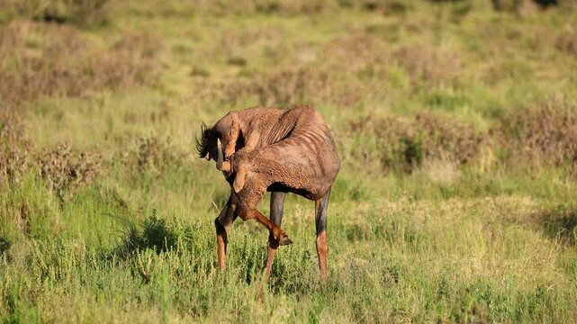 A tsessebe antelope (Damaliscus lunatus) feeding in natural habitat, Mokala National Park, South Africa