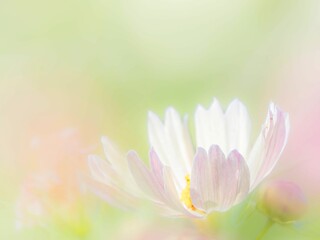 Fototapeta premium 秋の公園や花壇を彩るコスモスのある風景。背景。自然風景素材。