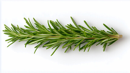 fresh rosemary isolated on white 