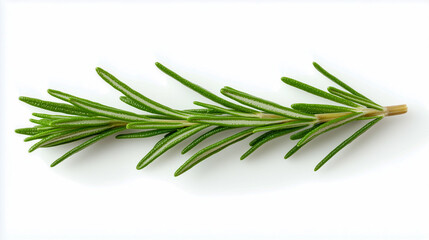 Fototapeta premium fresh rosemary isolated on white