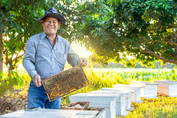 portrait beekeeper working in longan orchard in the rural,asian senior farmer holding honeycomb frame for checking bees and sealed mature