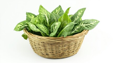 Fresh Green Plants in Woven Basket Arrangement