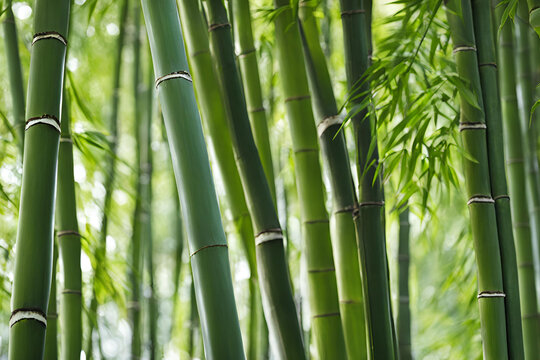 bamboo forest background
