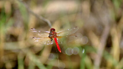 Red dragonfly perched on a branch in Cotacachi, Ecuador