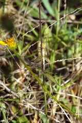 Grasshopper on a twig in a field in Cotacachi, Ecuador