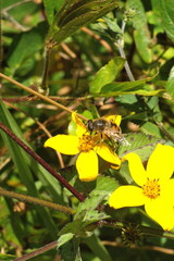 Honeybee on a yellow wildflower in a field in Cotacachi, Ecuador