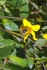 Honeybee on a yellow wildflower in a field in Cotacachi, Ecuador
