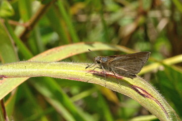 Brown skipper butterfly on a blade of grass in a field in Cotacachi, Ecuador