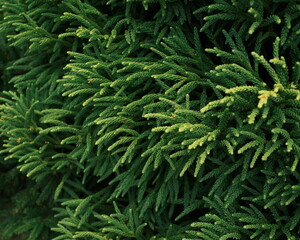 texture of a conifer