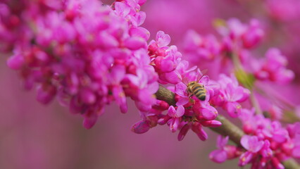 Obraz premium Bee Flying Over The Purple Flowers Of The Tree Of Love Or Judas Tree. Judas Tree And European Scarlet. Close up.