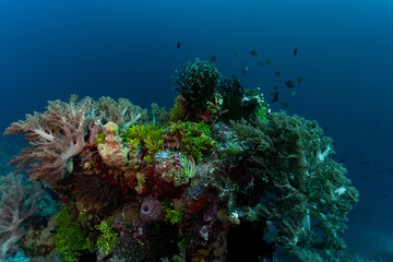 Vibrant coral reef with small fish swimming around it
