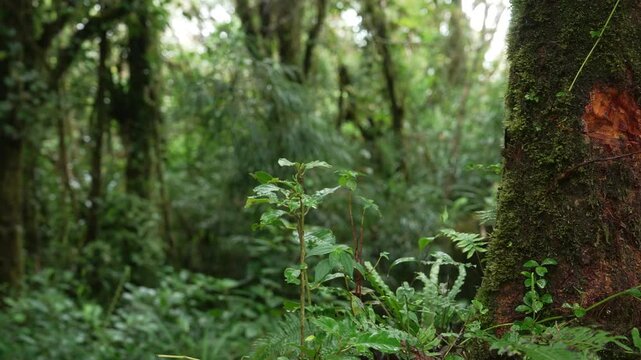Vegetaci&oacute;n densa bajo la lluvia en un bosque tropical h&uacute;medo de Costa Rica, con helechos y musgo cubriendo las ramas de los &aacute;rboles