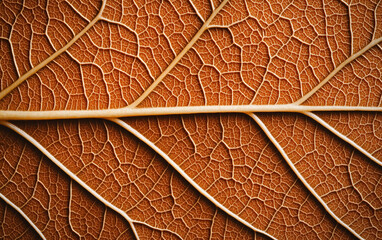 Obraz premium Close-up of a detailed leaf texture on a brown background.