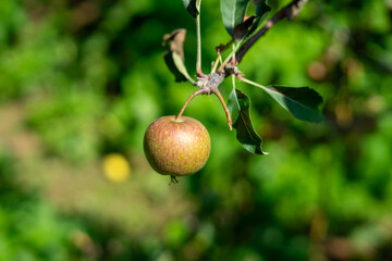 Malang apples are a typical fruit from the city of Malang, East Java, Indonesia