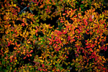 red and yellow shrub leaves in the autumn forest