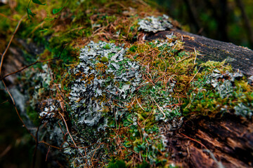 moss on a tree in the autumn forest