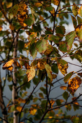 half-yellowed birch leaves on a tree after the first frost