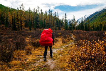 a tourist girl with a red backpack walks through the autumn yellow forest in the Altai in autumn