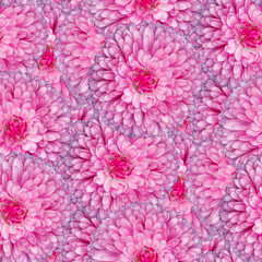 Seamless pattern. Close-up of a pink Aster flower with pink petals. for fabric design, packaging