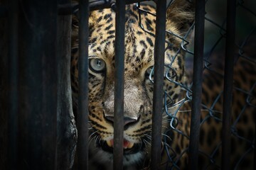 Portrait of Jaguar in zoo