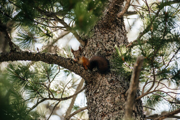 Obraz premium A red squirrel sits on a cedar branch and looks at the camera